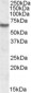 Goat Anti-IMPDH2 Antibody